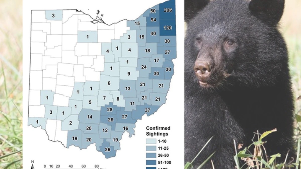 Bear with population density chart