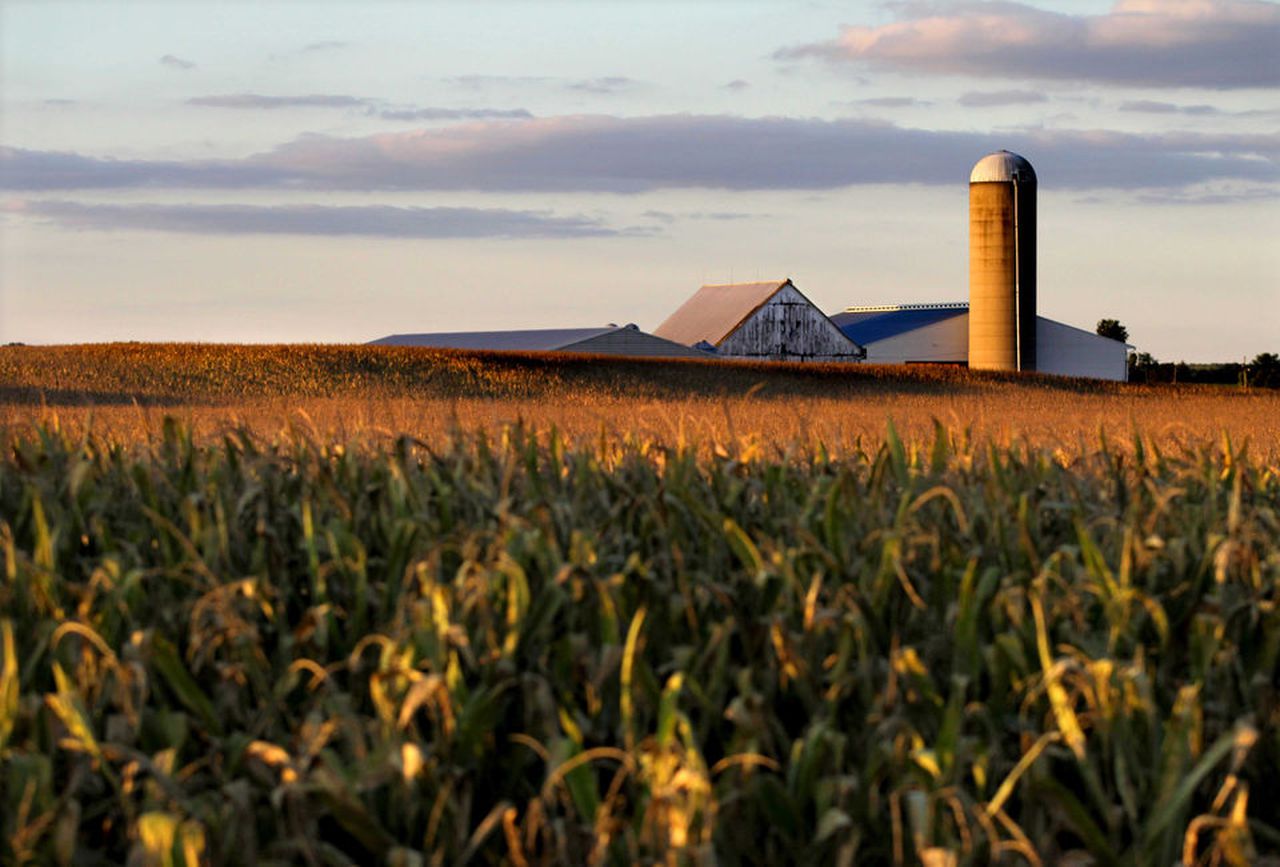 Cornfield